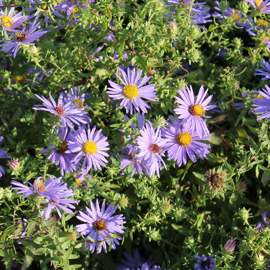 Aster oblongifolius 'October Skies' Aromatic Aster from Hoffie Nursery