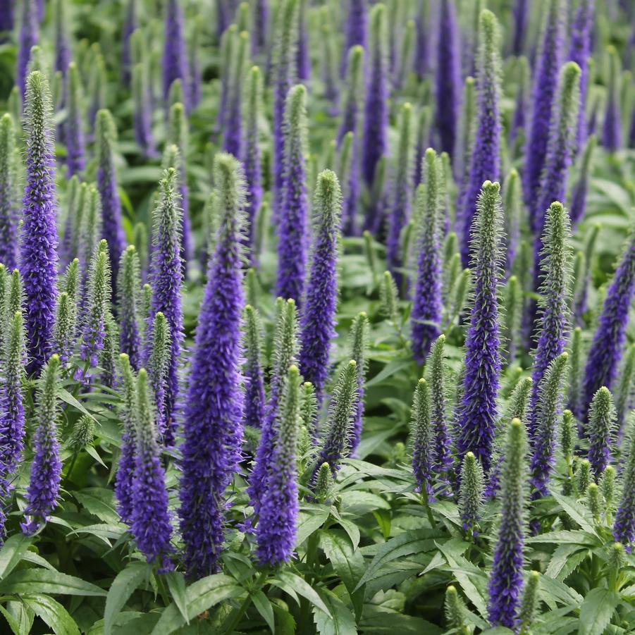Veronica spicata 'Royal Candles' Spiked Speedwell from Hoffie Nursery