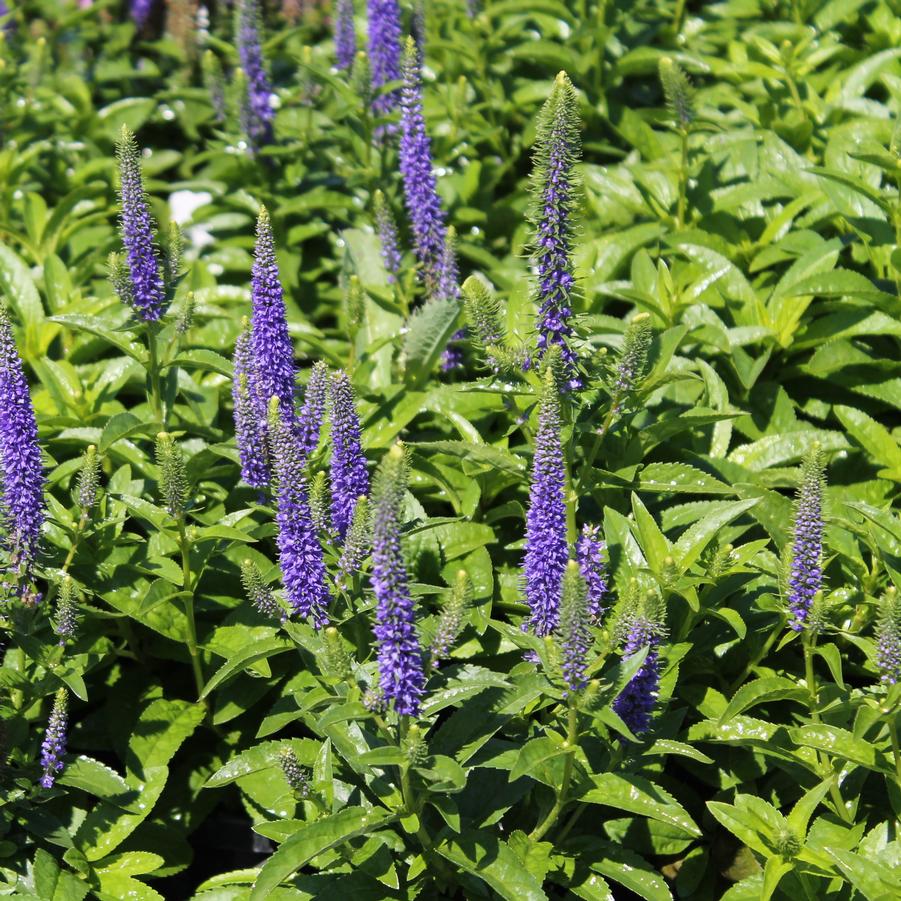 Veronica spicata 'Royal Candles' Spiked Speedwell from Hoffie Nursery