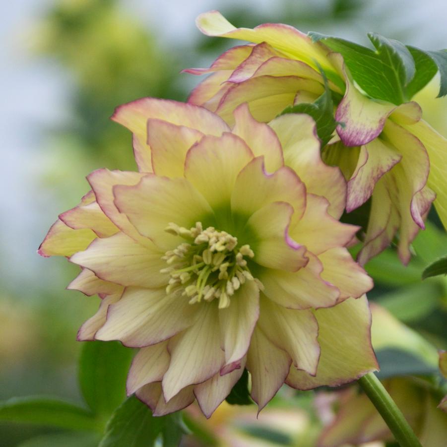 Helleborus 'First Dance' Lenten Rose from Hoffie Nursery