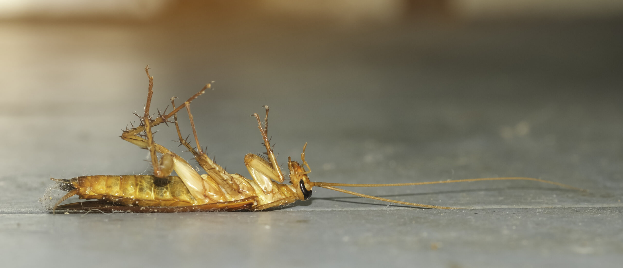 Roaches Hoffman's Exterminating South Jersey, PA, DE, & MD