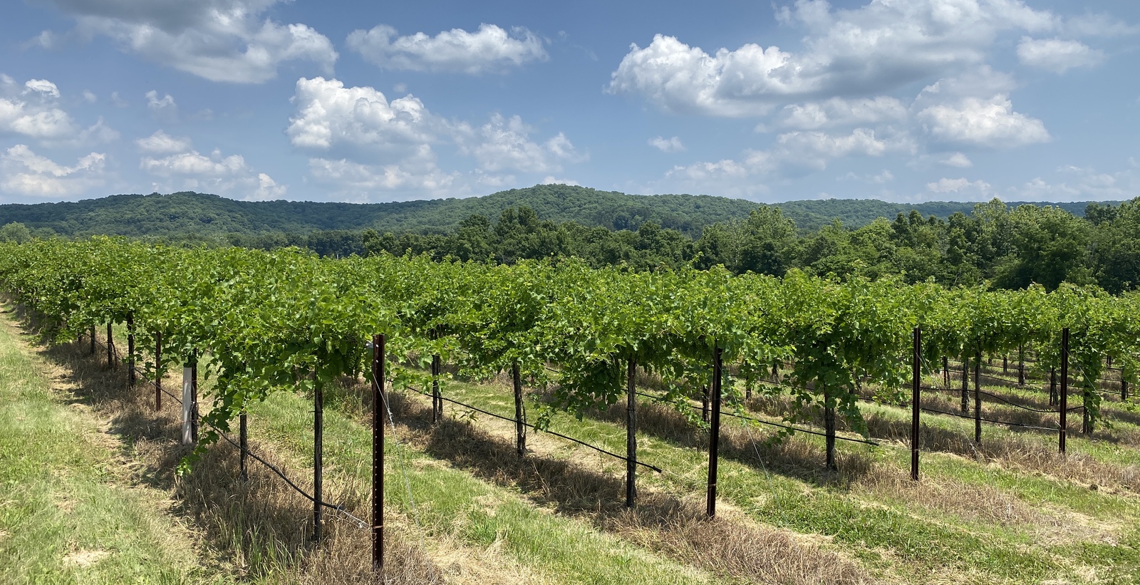 Augusta MO Mt.Pleasant Estates Vineyards Hoffmann Commercial Real