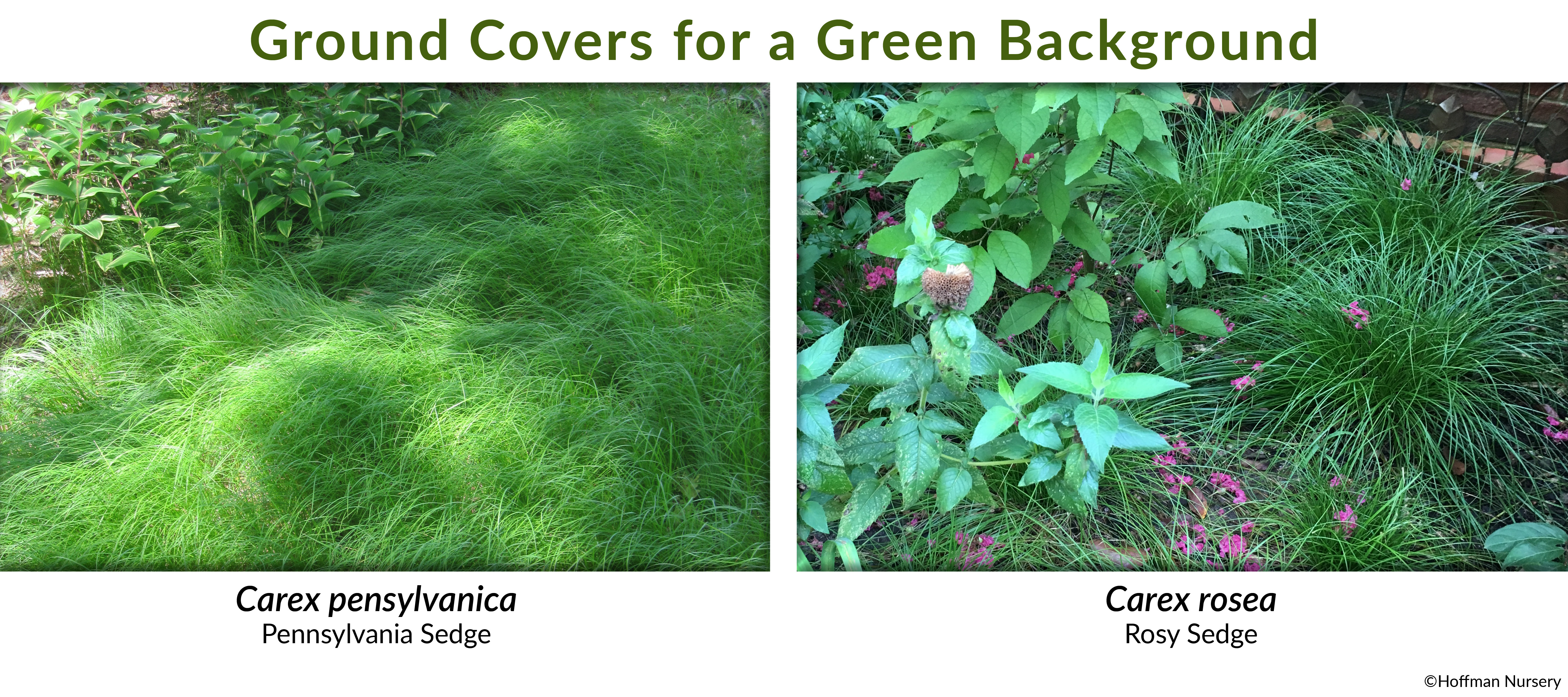 GrassSolutions for Ground Covers