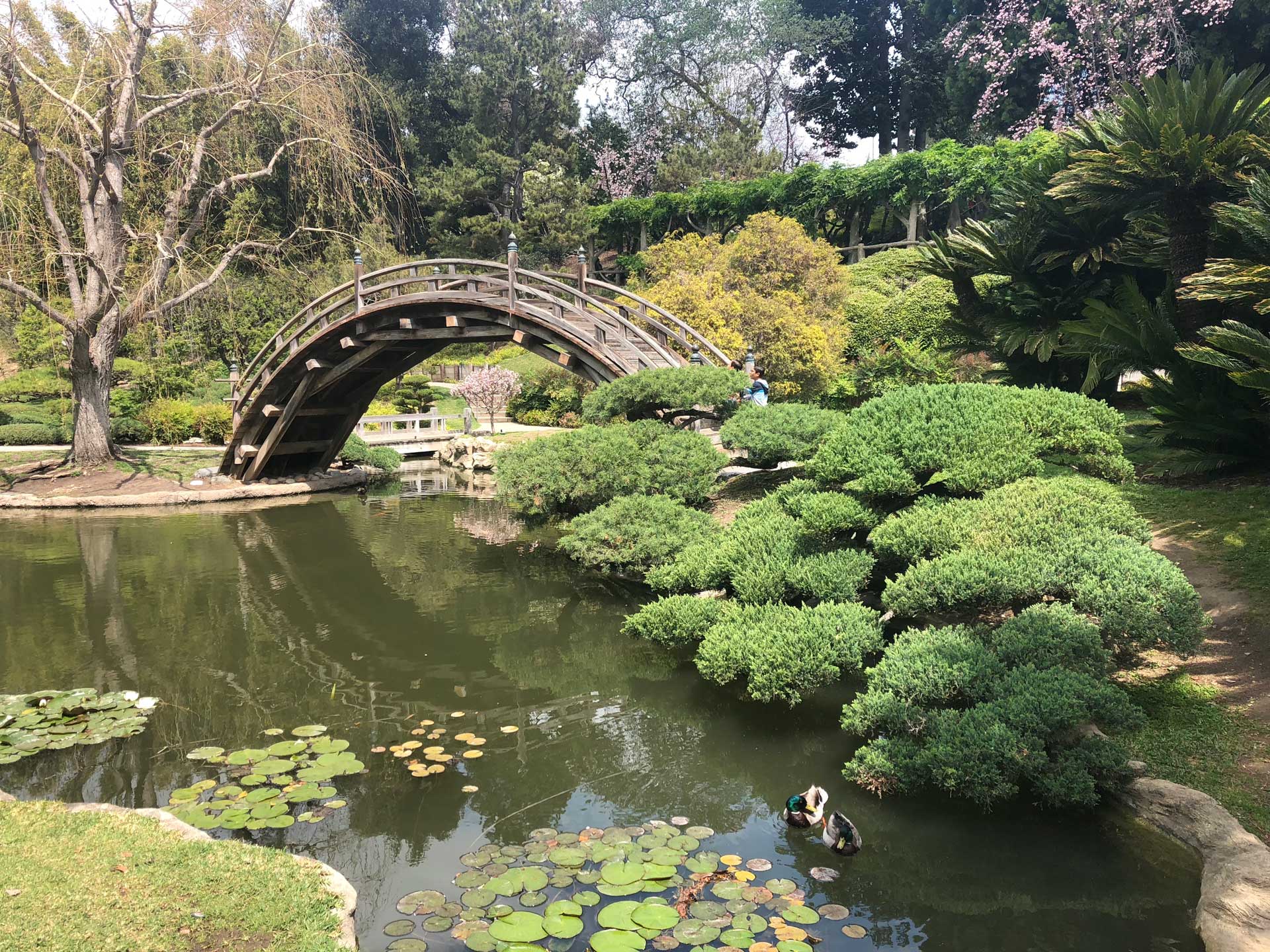 Huntington Library and Gardens (with bus tour of Pasadena craftsman
