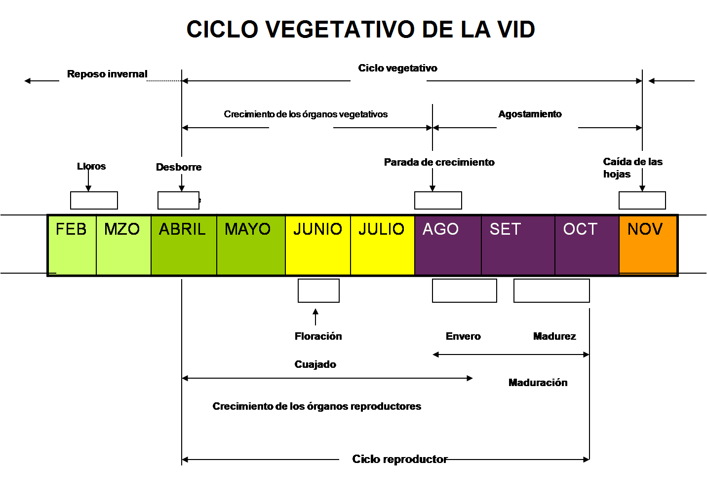 Ciclo Vegetativo