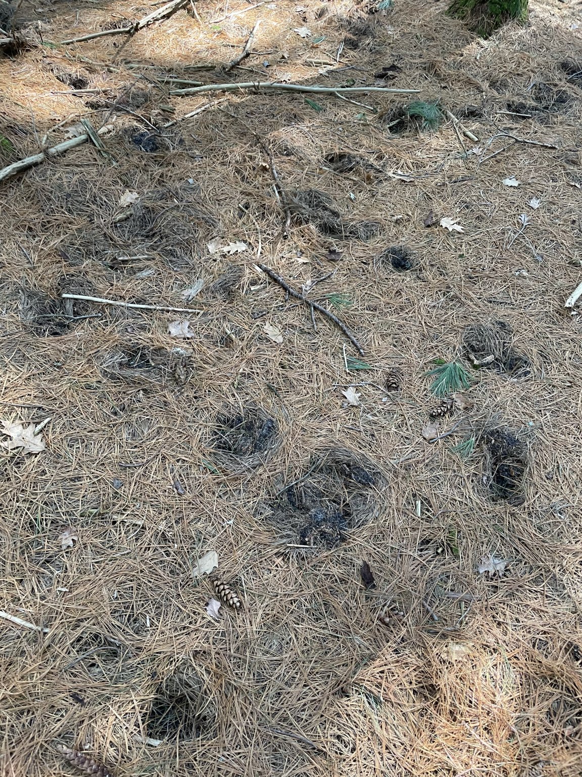 Spring Lawn Damage Hogarth's Pest Control and Wildlife Removal