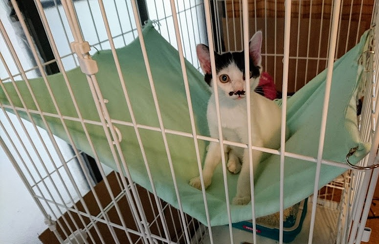 超簡単！仔猫用ハンモックの作り方 [222]ねこ式