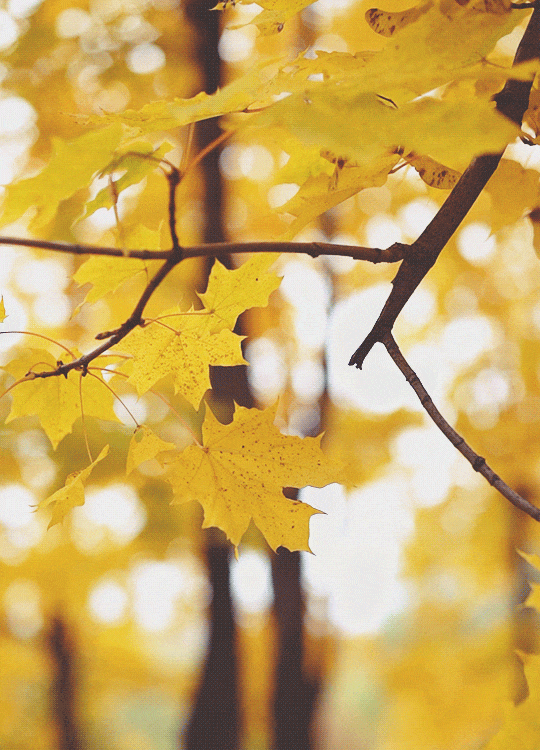 Autumn Walk [PV Emerly Pine][Finished] Grounds Hogwarts.io