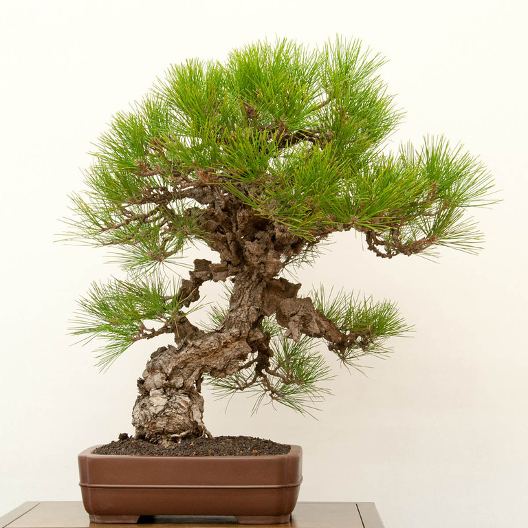 Cork bark black pine