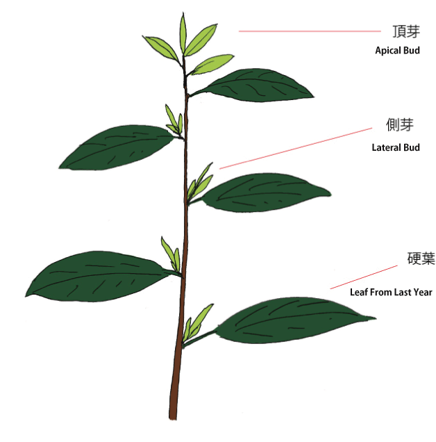 Exploring the Taste Diversity Within a Tea Tree Apical Buds vs