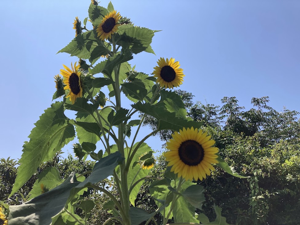 8月に入りました。