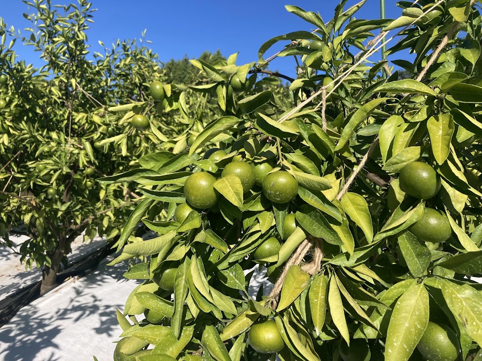 現在の生育状況-2025年9月-