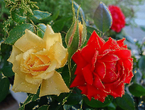 Roses scintillantes.. EXOTIS TOURS MAROC