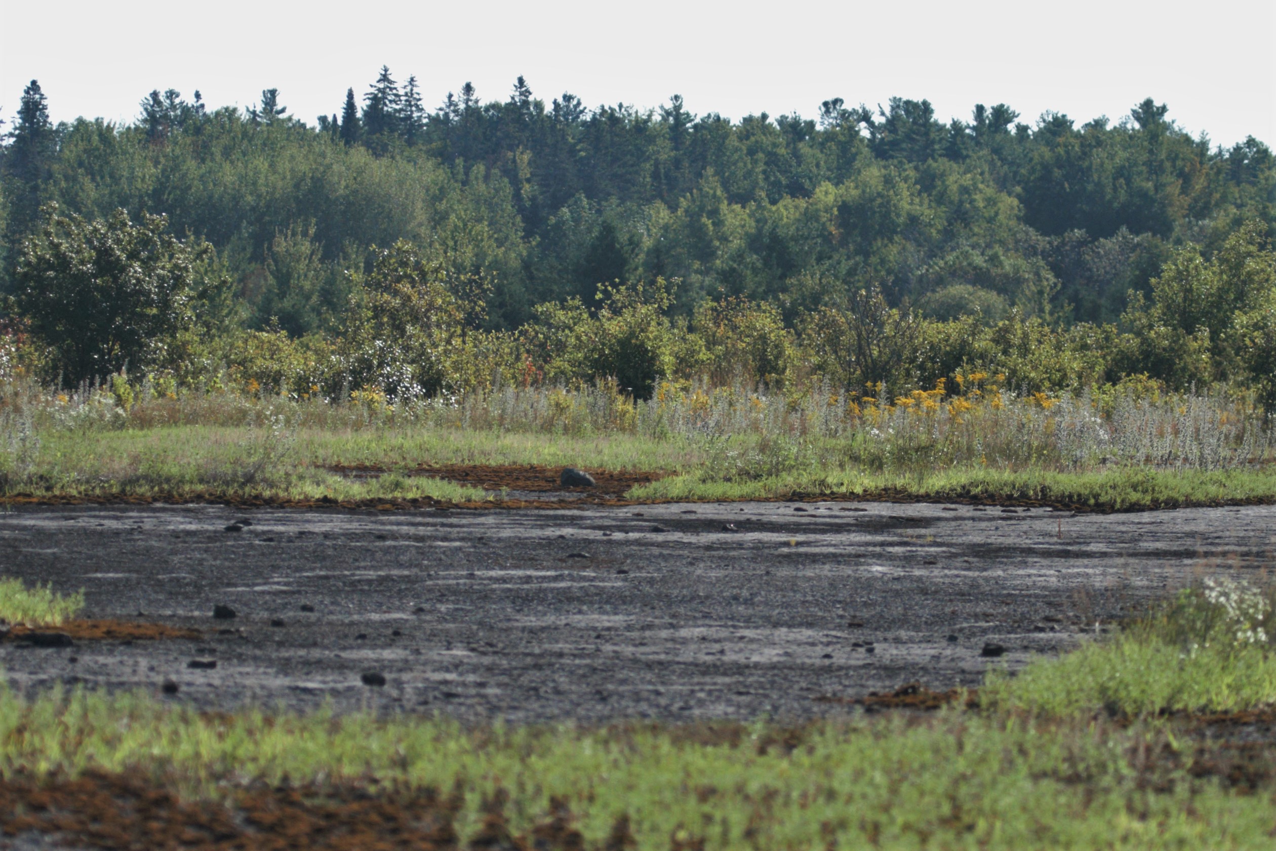 Burnt Lands near Ottawa Holarctic bridge