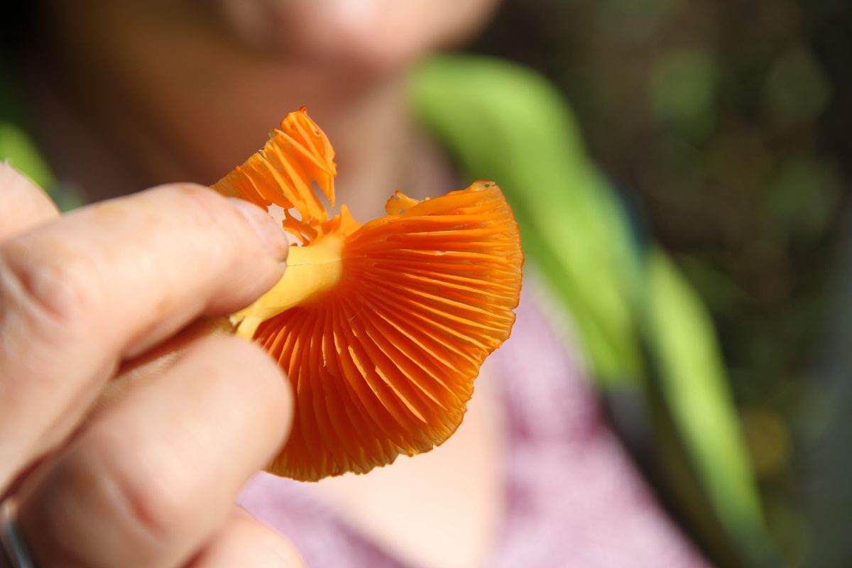 mushroom-hunt-holarctic-bridge