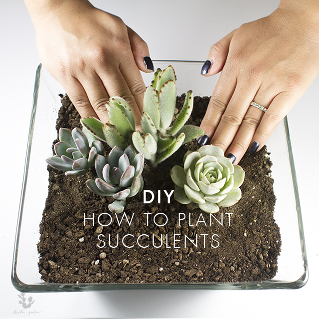 How To Plant Succulents Hola Sara