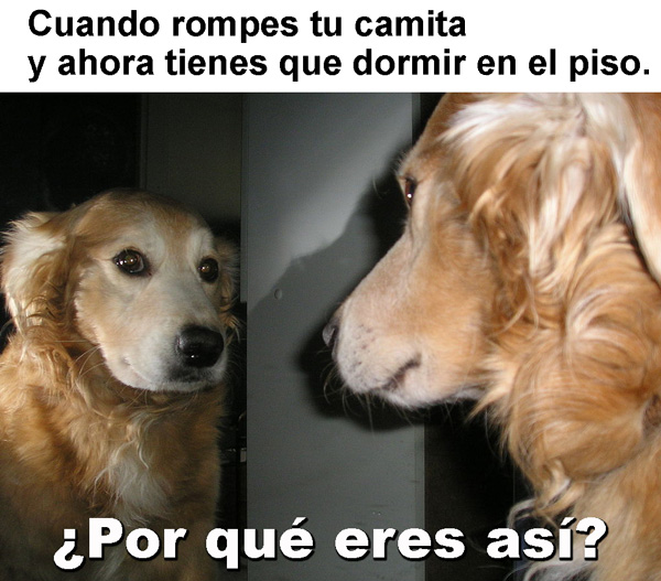 El meme del momento ¿por qué eres así? Hola Telcel Blog de Cine