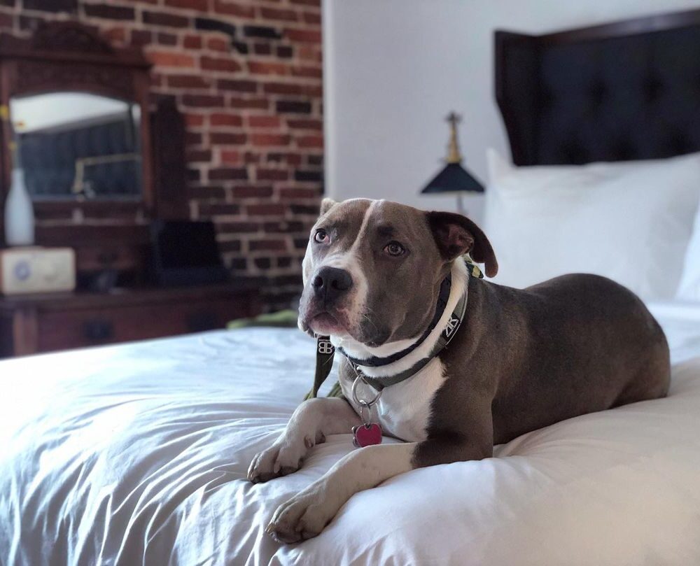 Pets Holbrooke Hotel.