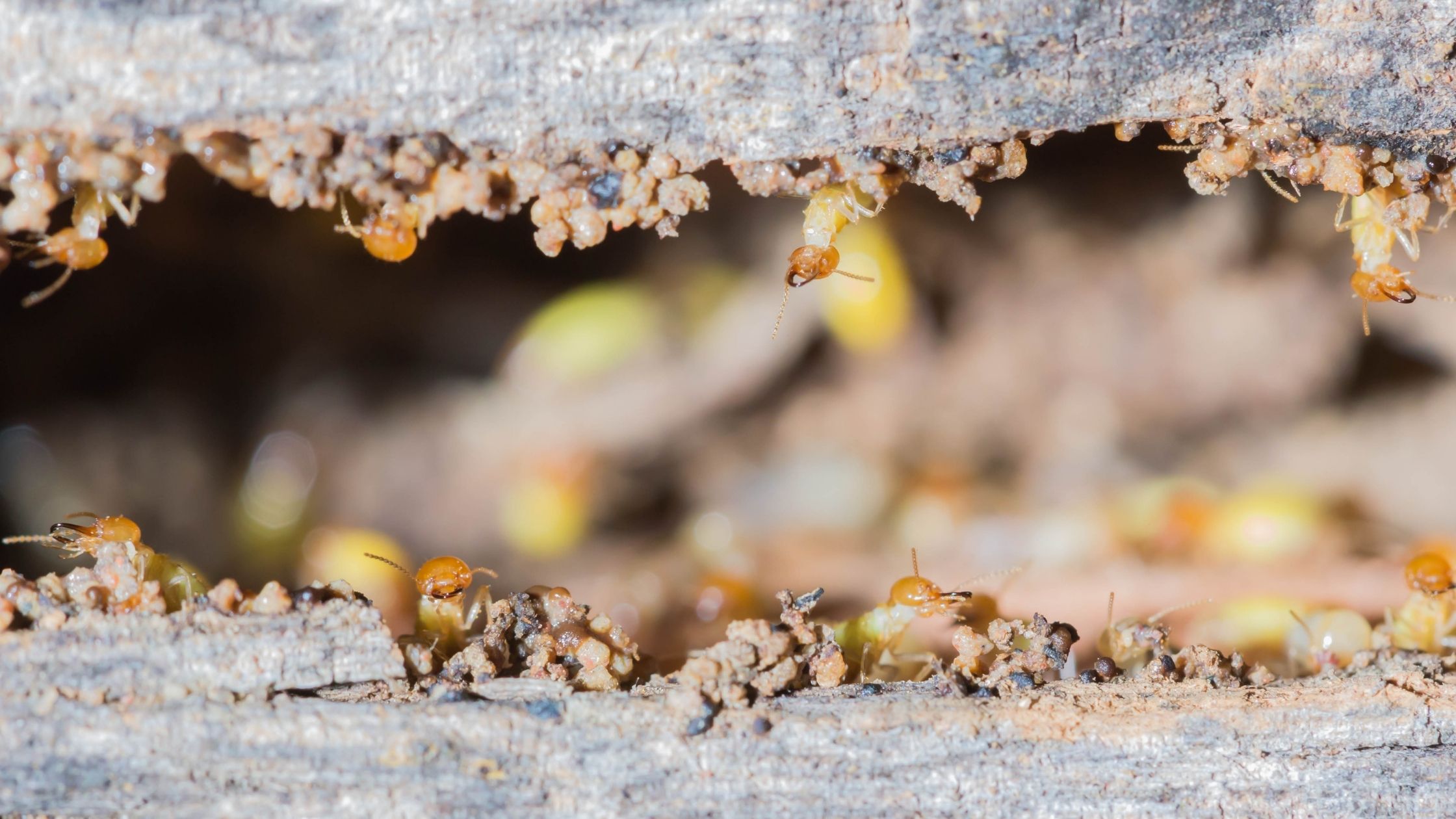 How Termite Control Is Essential In The DeLand Real Estate Market