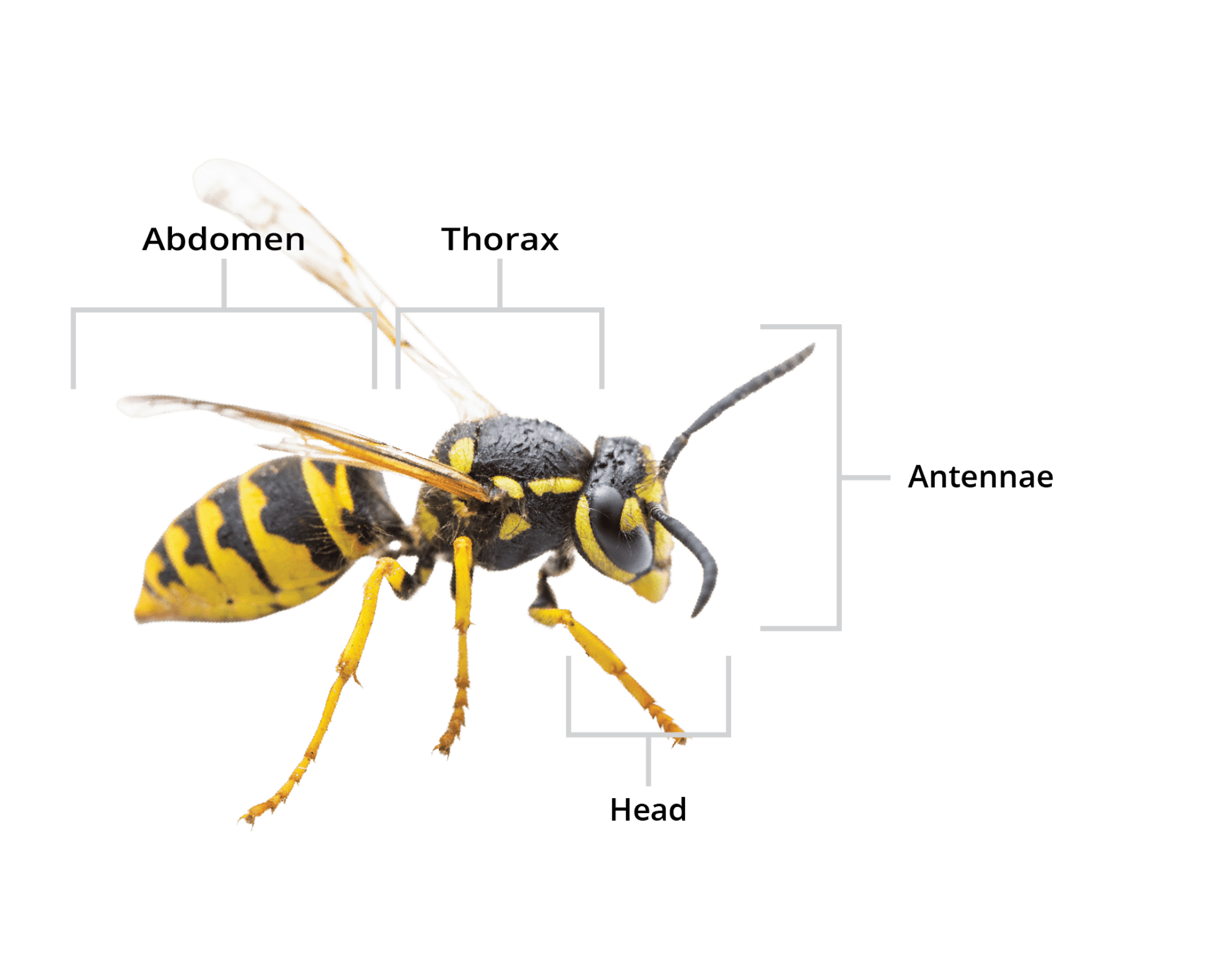 Holder Pest Control Is Your Yellow Jacket Solution