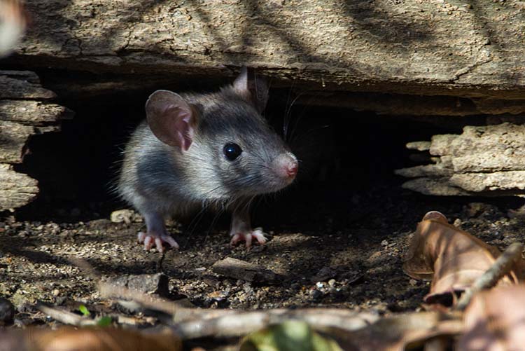 Rodent Removal Services Holder's Wildlife Removal