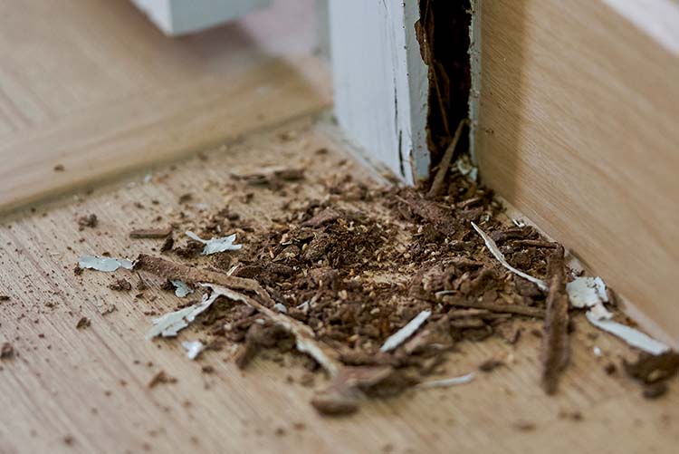 Termite Control & Removal Holder's Pest Control Services