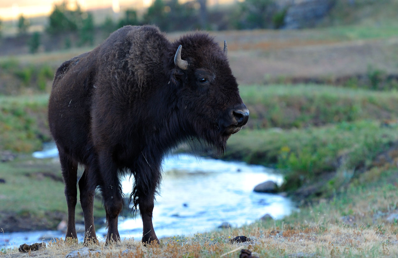 FineArtPrint "Bison im Custer State Park" Holger Rüdel