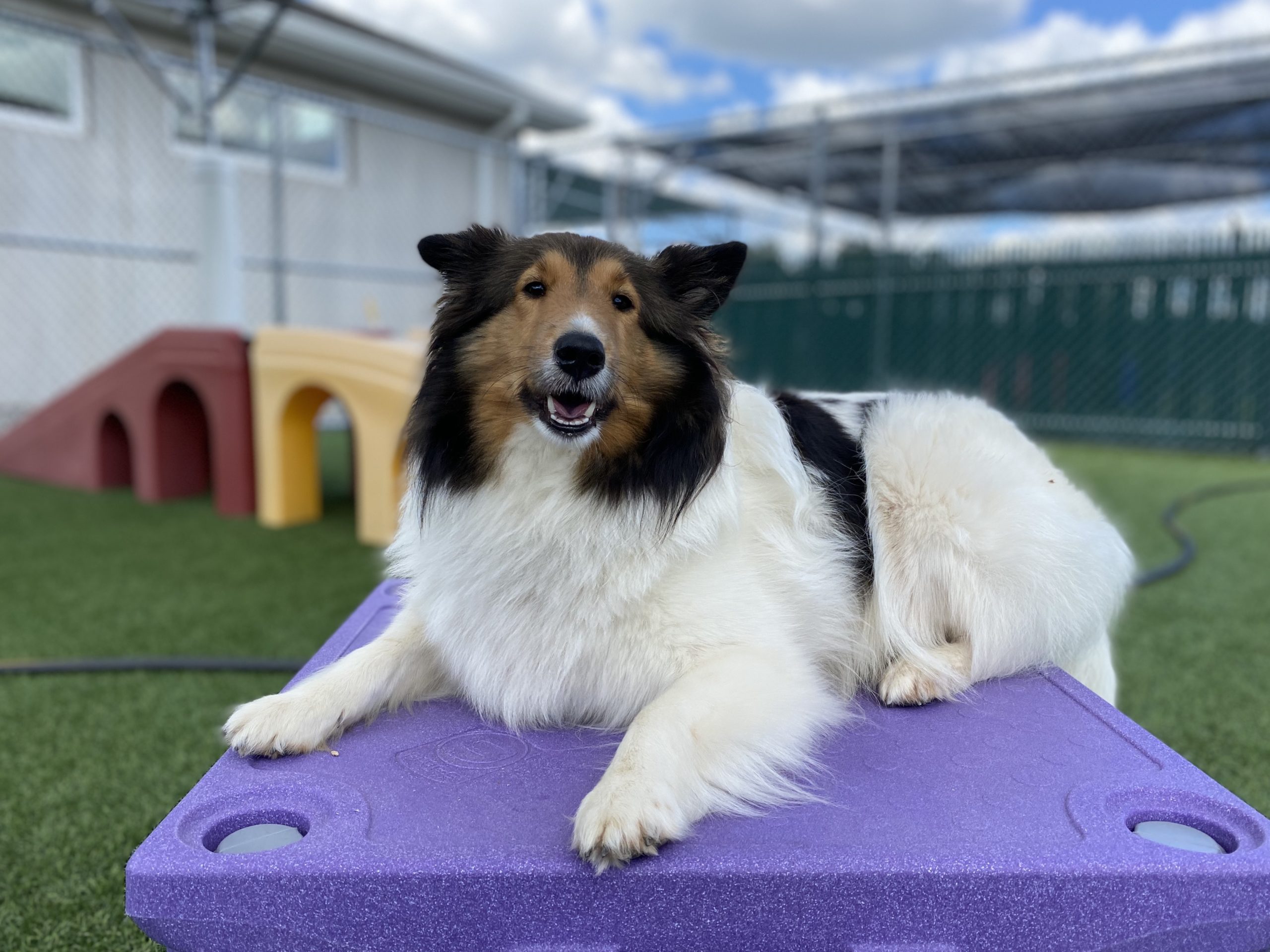 Canine Enrichment in Richmond, VA Holiday Barn Pet Resorts