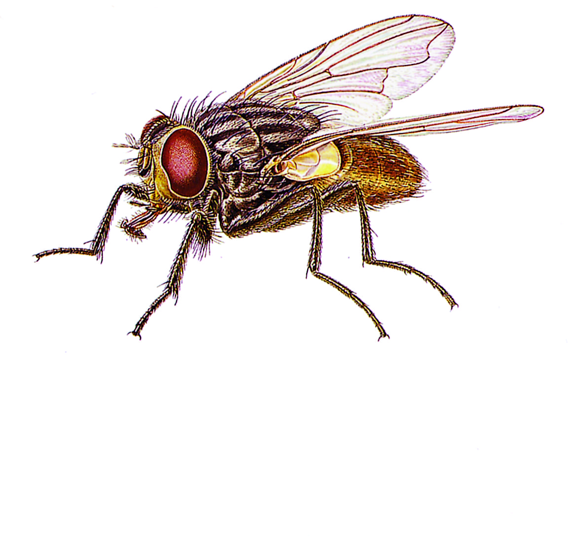 House Fly Flying