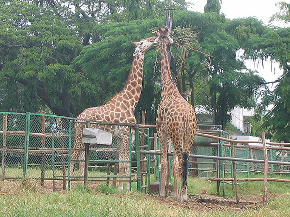 Mysore Zoo, Timings and Entry Fees of Mysore Zoo Sri Chamarajendra