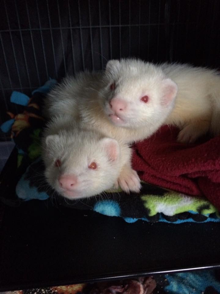 Comparing Ferret Mills and Breeders Holistic Ferret Forum