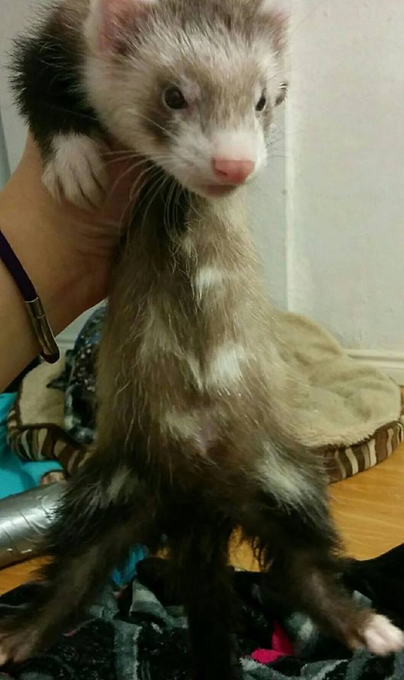 Ferret Colors and Patterns Holistic Ferret Forum