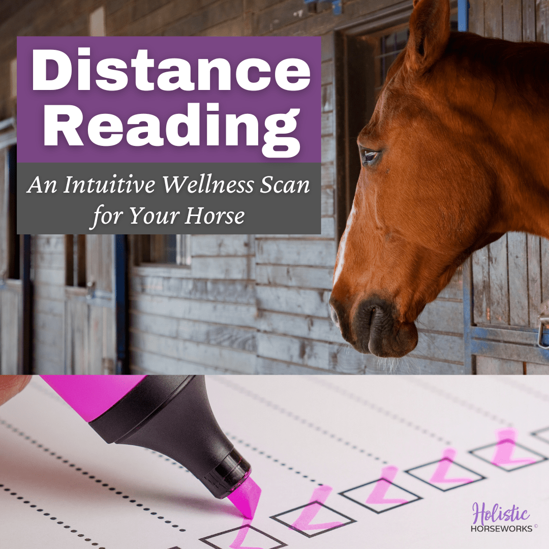 Equine Distance Reading An Intuitive Wellness Scan for Your Horse