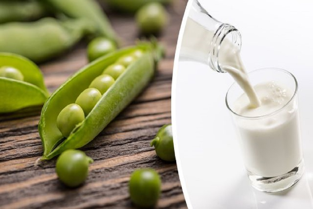 5 Reasons I Drink Pea Milk Every Day Instead Of Dairy Holistic Living