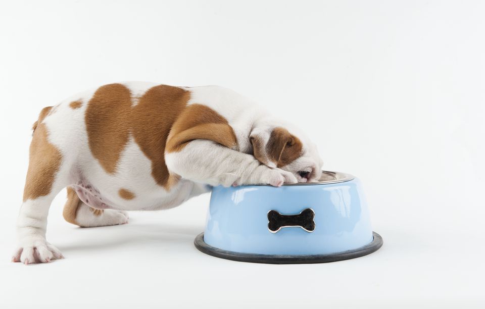 Is Distilled Water Safe To Drink? Yes Especially for Pets Holistic