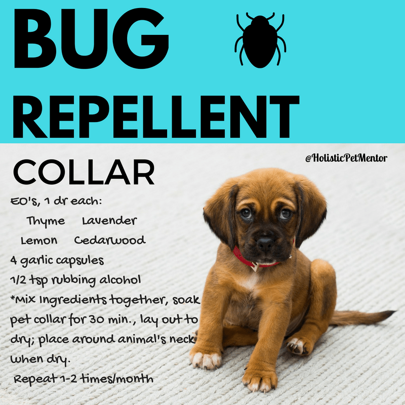 How To Keep Bugs off Your Pets Naturally Holistic Pet Mentor
