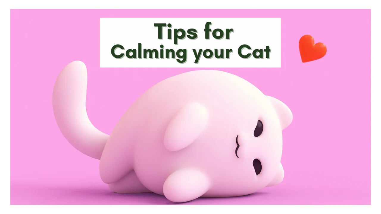 How to Keep Your Cat Calm During Holidays and Fireworks Holistic Vet Blend