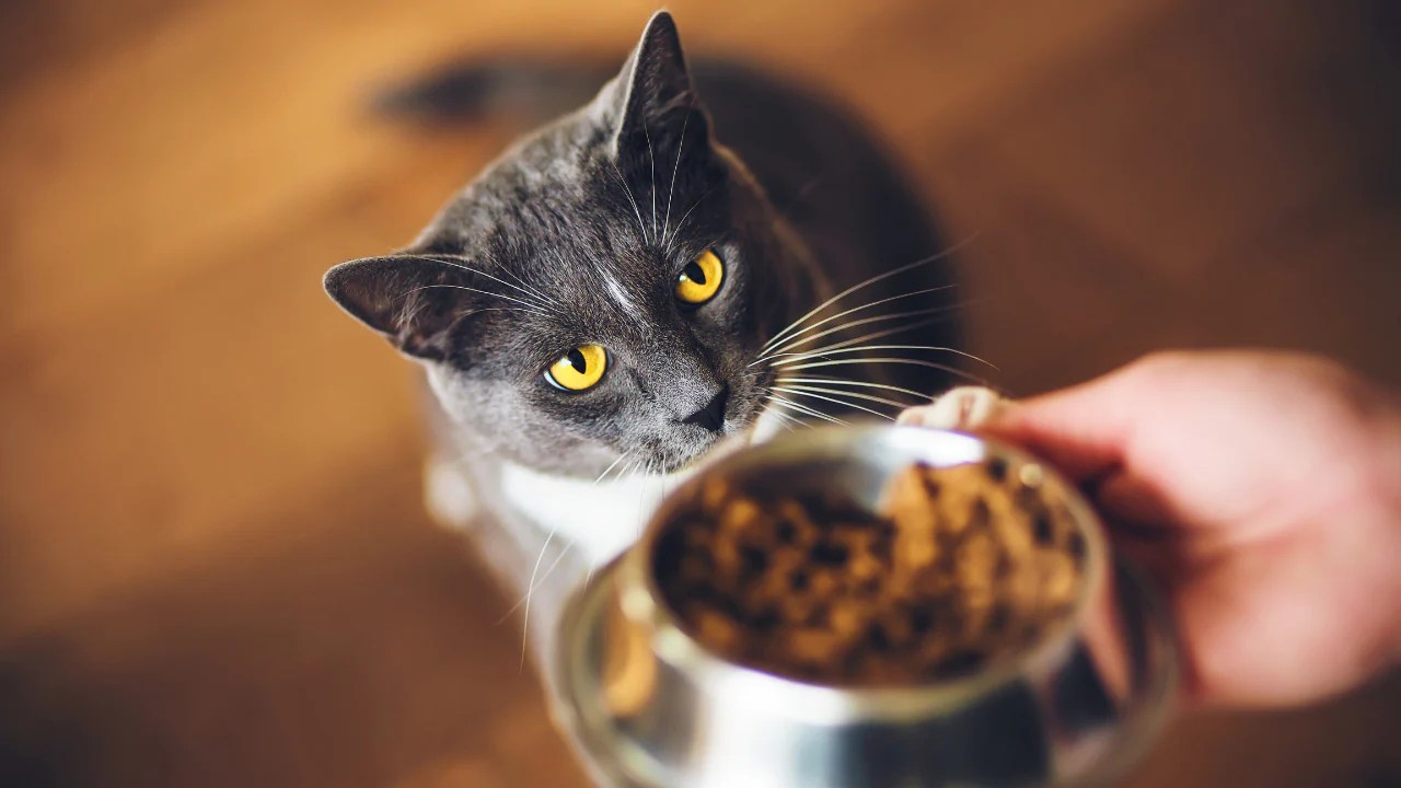 Ditch the Kibble Tips for changing your cat's food when you have a