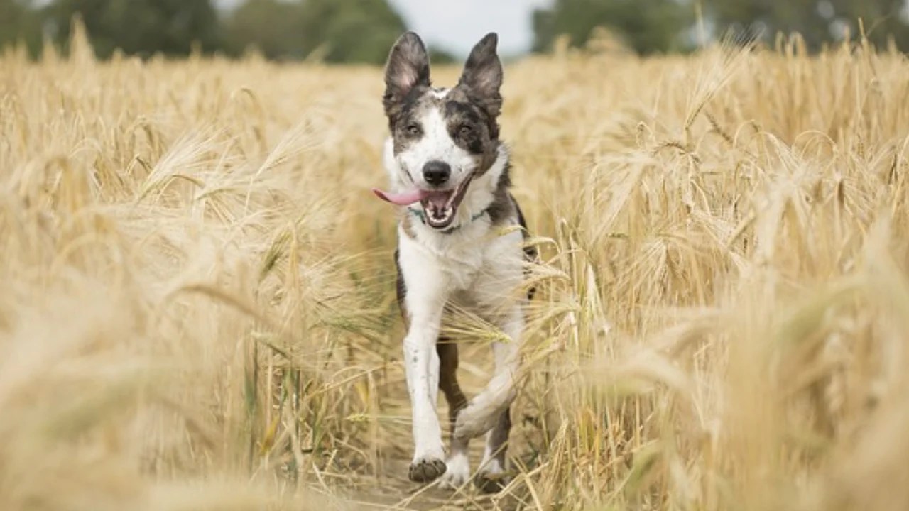 Nutrition for Mobility 5 Ways Homemade Dog Food Recipes Help Dogs With