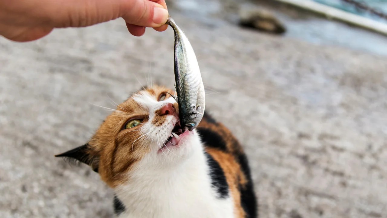 A Vet's Guide to the Risks and Benefits of Feeding Fish to Your Feline
