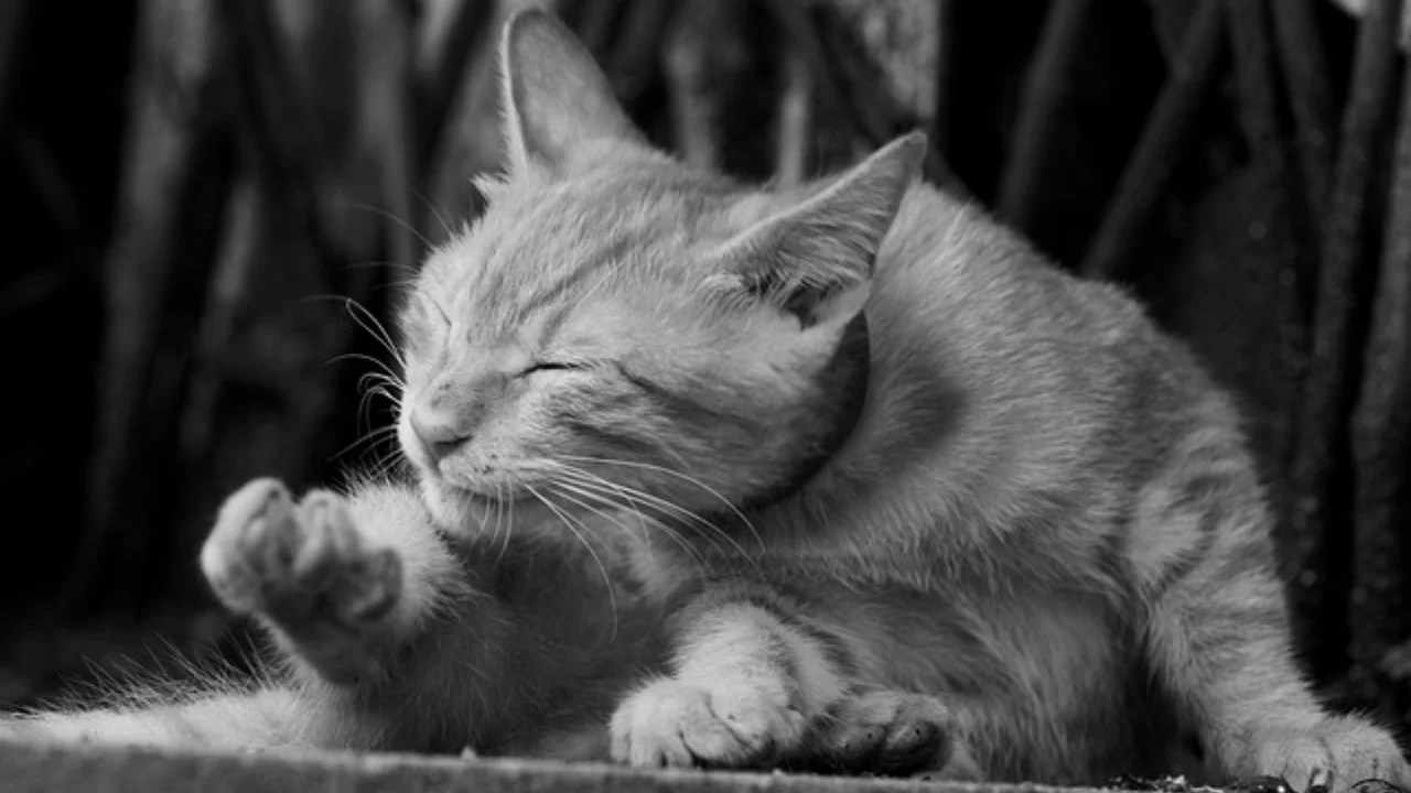 Flea allergy/Miliary Dermatitis in Cats Holistic Vet Blend