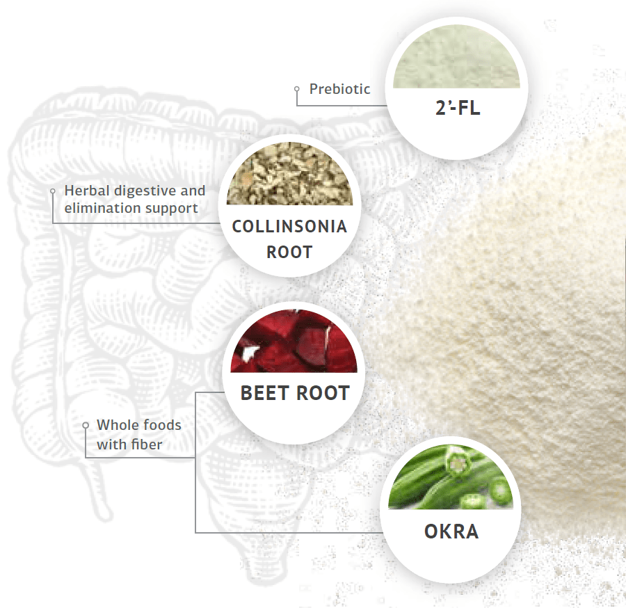 GI Stability for Digestion and Gastrointestinal System