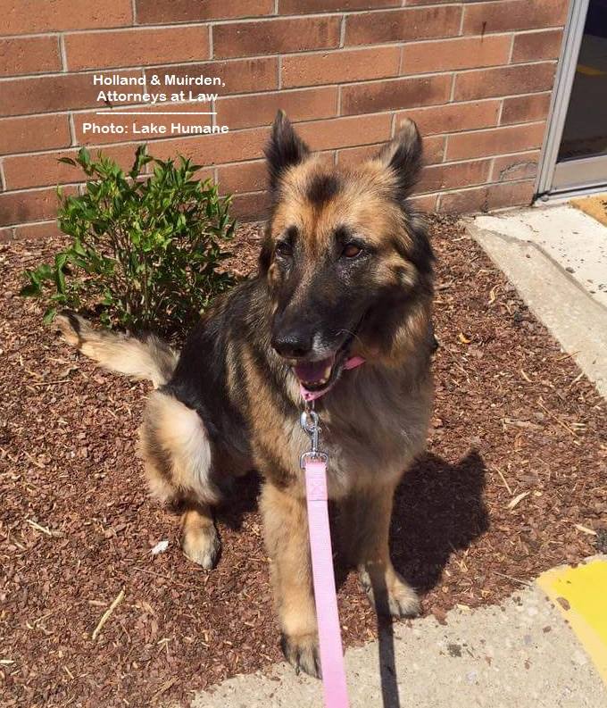 Animal neglect Archives Holland & Muirden, Attorneys at Law