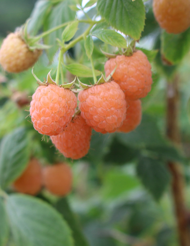 Double Gold Raspberry Holland Bulb Farms 75161