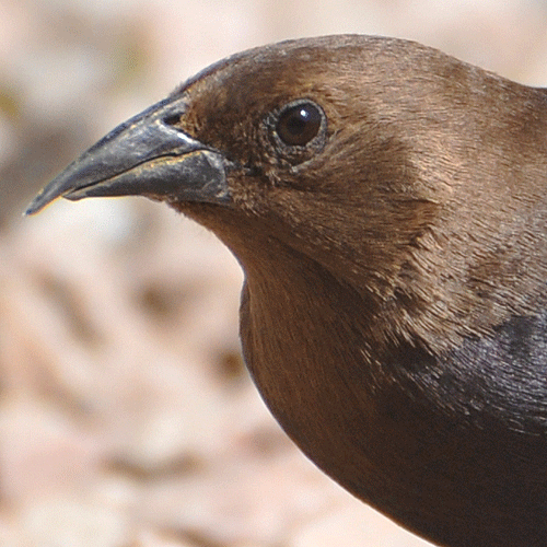 Brownheaded Cowbird — Chapter 2 HollandWest