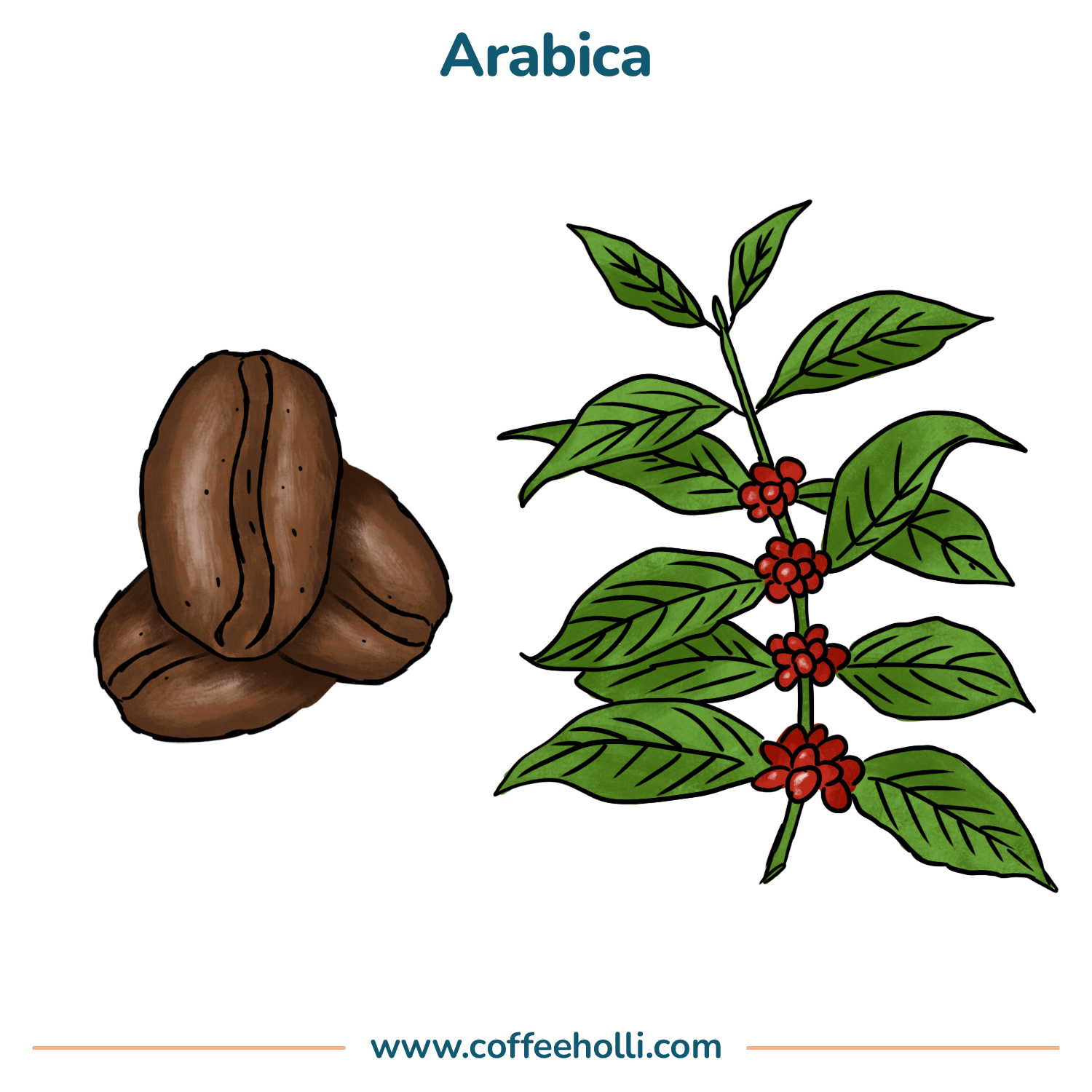 Today’s 4 Most Popular Types of Coffee Beans