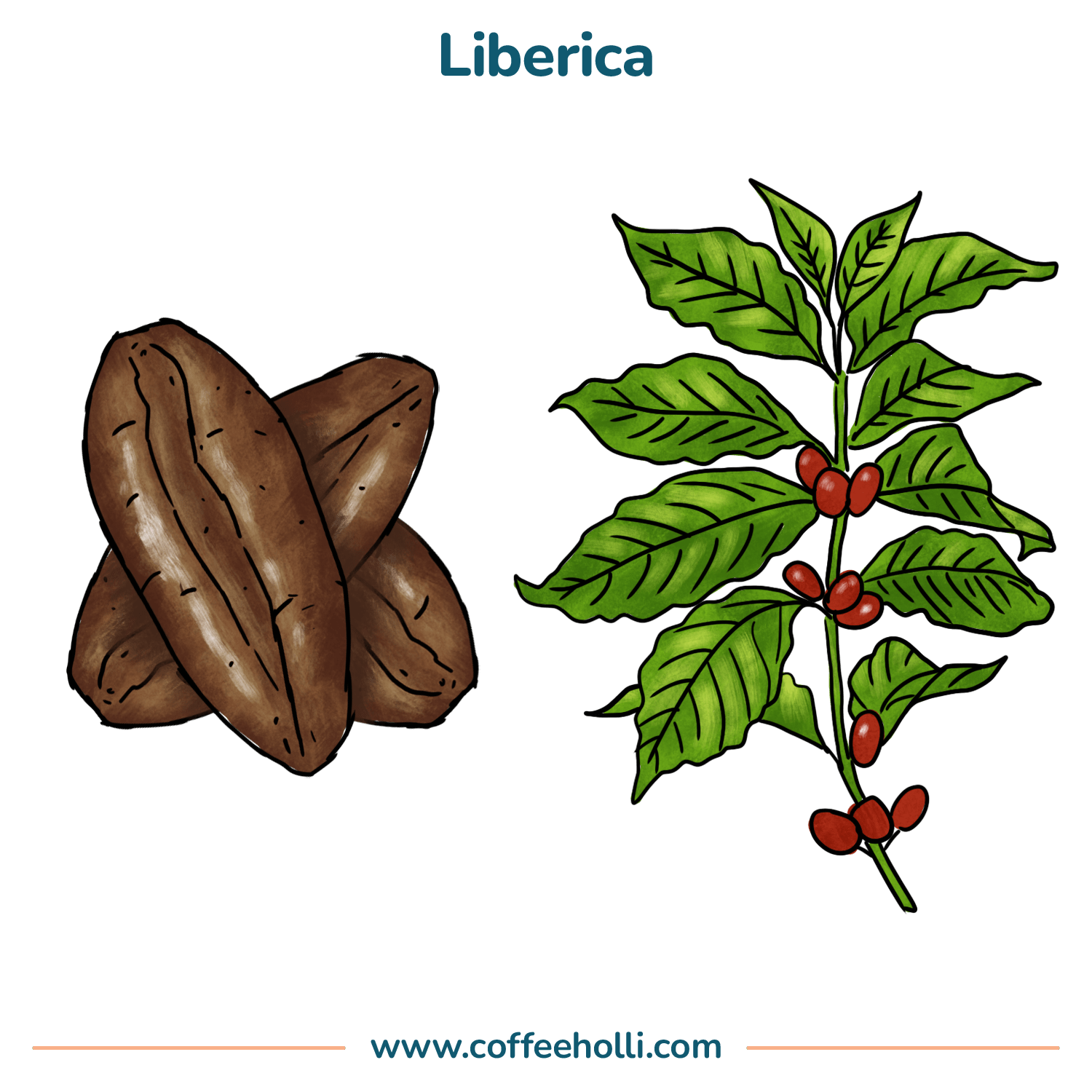 Today’s 4 Most Popular Types of Coffee Beans