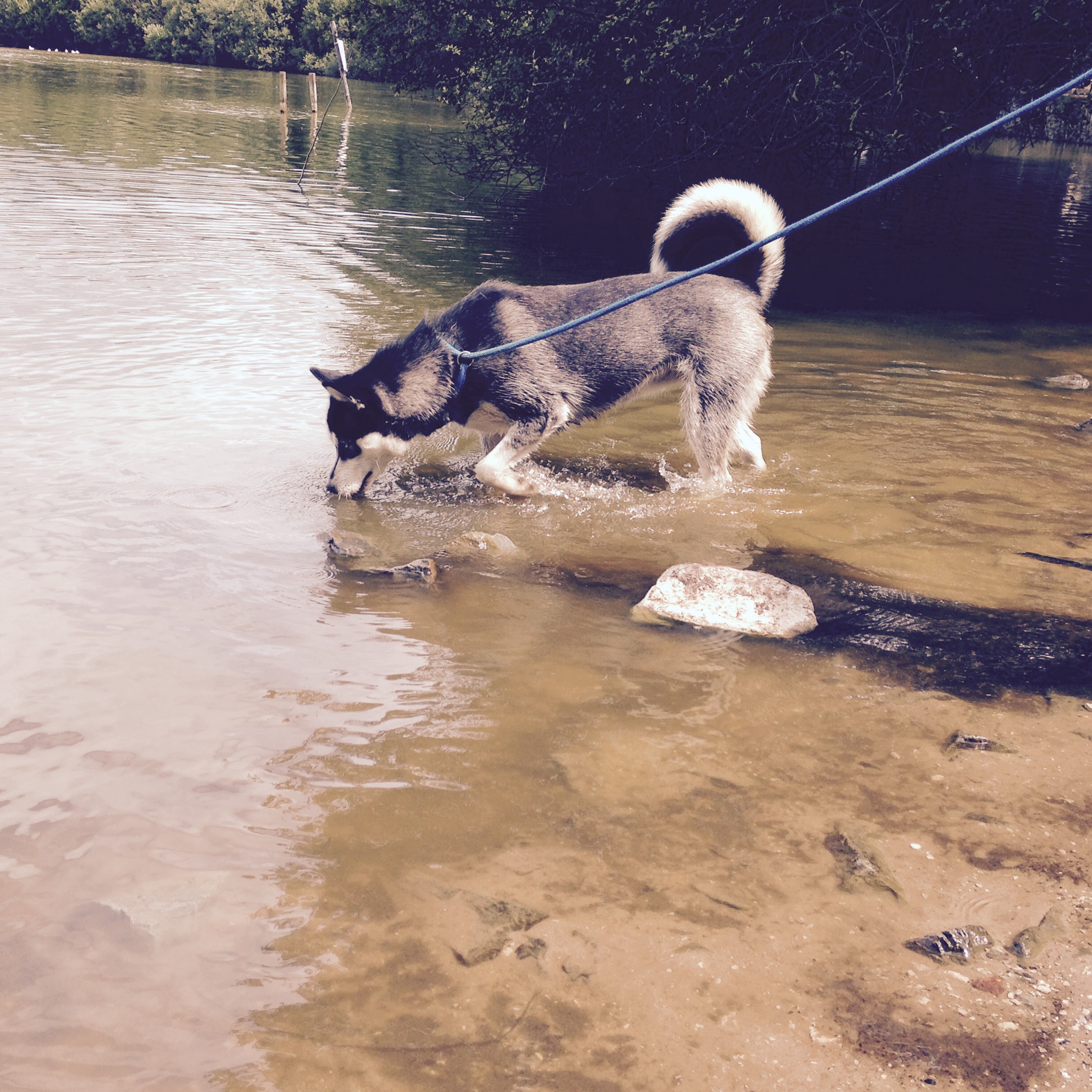 Is your pet drinking and urinating excessively?