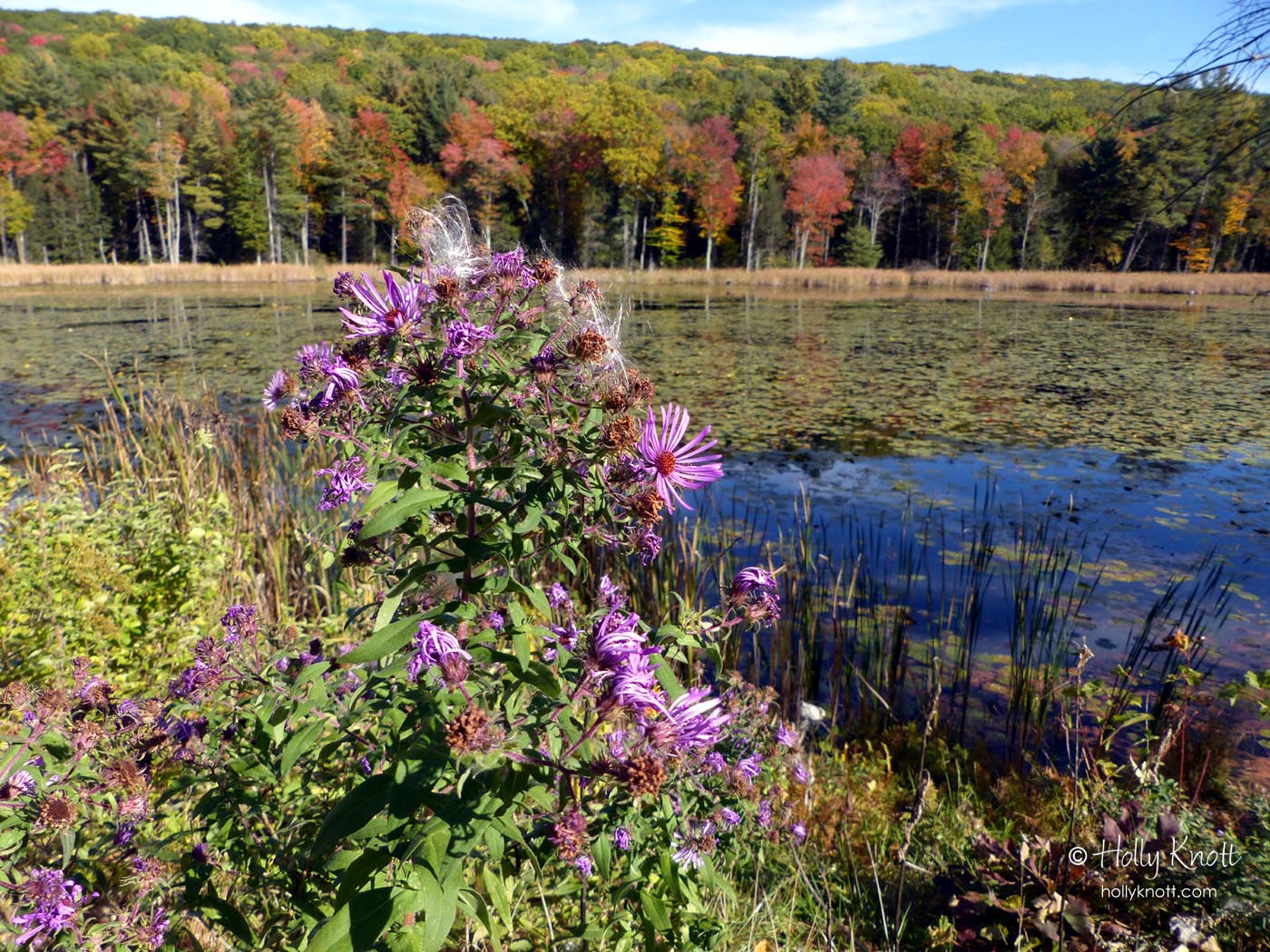 2016 Fall Foliage Holly Knott Contemporary art quilter, website