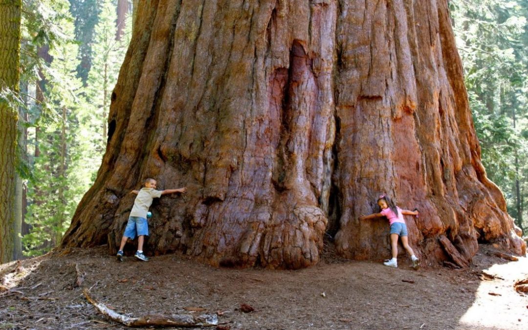 Evidentialism Factslap Redwoods are the Tallest Beings on the